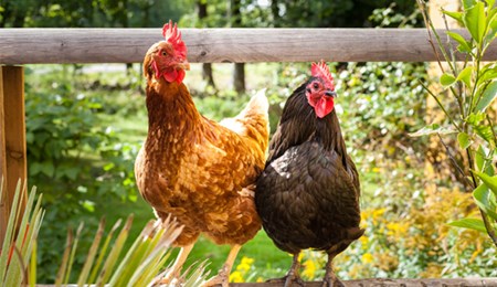 De voordelen van minder vlees eten