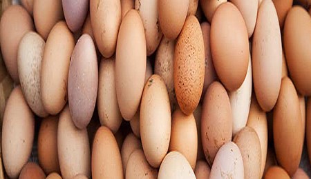 Les différences entre les œufs