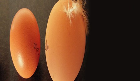 Het belang van eiwitten