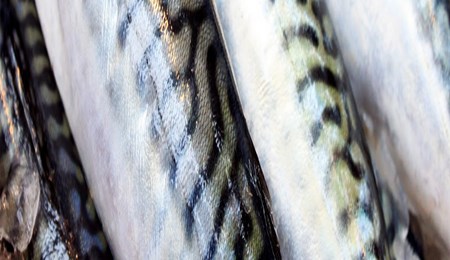 Verse vis herkennen en bewaren