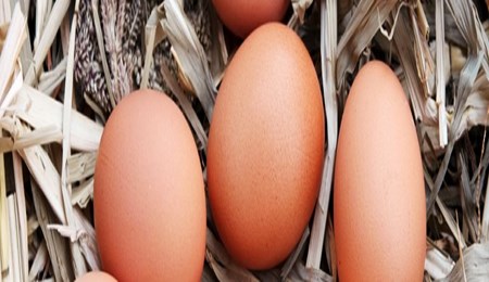 Eieren, gezond of ongezond