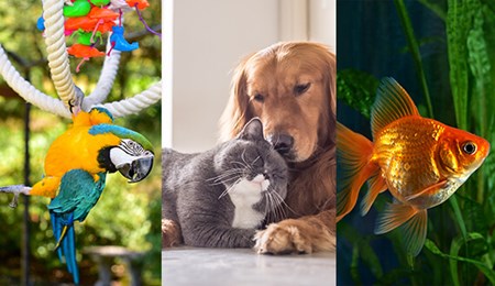 Huisdieren maken gelukkig