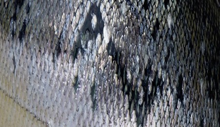 Jodium, waarom hebt u het nodig?