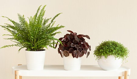 5x gezonde kamerplanten