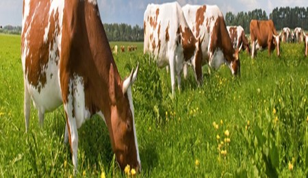 Waarom langzaam eten en goed kauwen